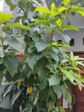 Dijual Daun Alpukat untuk obat