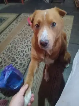 Edisi kd beduit ulun jual anjing ulun umurnya sdh 7 tahun galak,