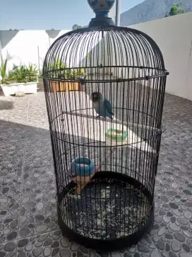 Burung cinta / lovebird