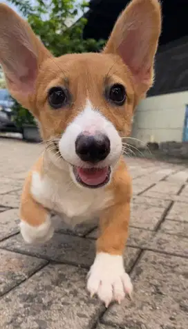 Dijual Puppy Anakan anjing welsh corgi betina female sable white