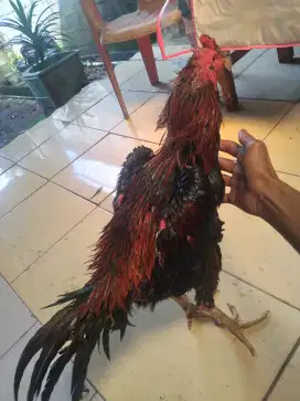 pacek lagi nyulam jenis koytrad