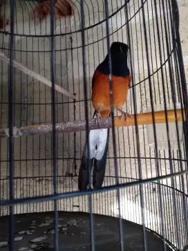 Pecinta burung murai