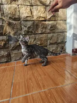 Kucing Bengall Silver Charcoal - BSH Persia Himalaya Ragdol