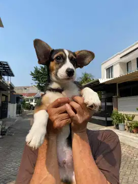 Dijual Puppy Anakan anjing welsh corgi jantan male 3 color black & tan