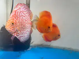 Jual 3 ekor discus murah meriah