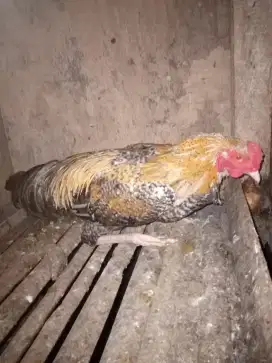 Ayam jago kampung