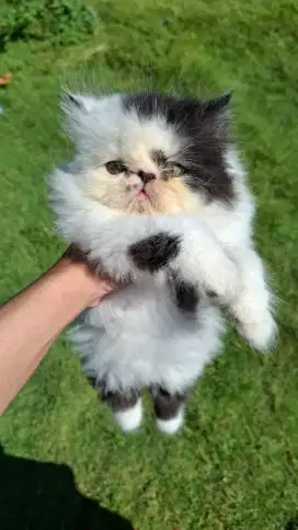 Persia Peaknose Jantan