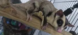Sugar glider anakan dan dewasa