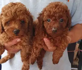 Poodle Red Toy Non Stambum
