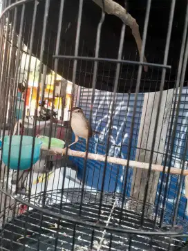 prenjak klik paud ngbren