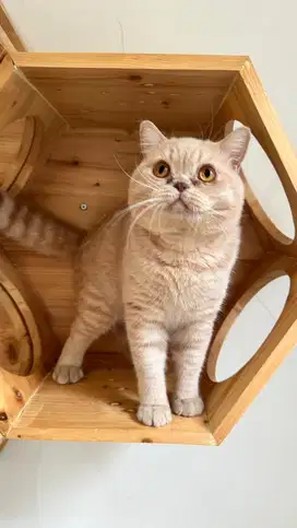 BSH British Shorthair Cream