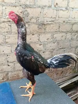 Ayam Bangkok mangon