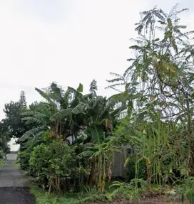 Dijual Tanah Kapling dekat Alun-Alun Lumajang/Pusat Kota Lumajang