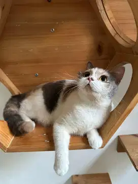 British Shorthair Calico Ped