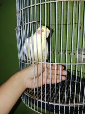 JUAL PARKIT AUSTRALIA JINAK BAIK NGEMESIN