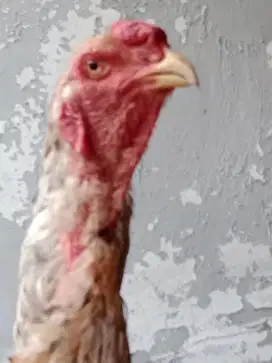 Ayam Shamo Jantan 3 Color