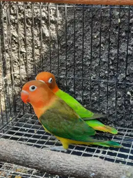 Lovebird Euwing Green FC
