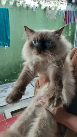 Kucing Persia Lepas Adopt