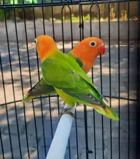 Lovebird Sepasang Biola Green Remaja