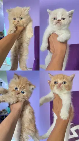 Kucing persia flatnose betina
