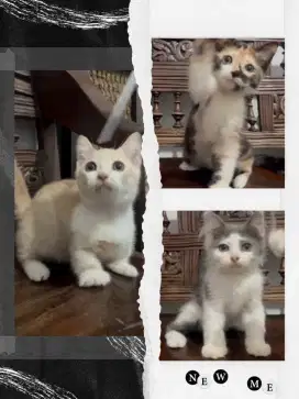 Borongan Munchkin Cebol dan Munchkin NS