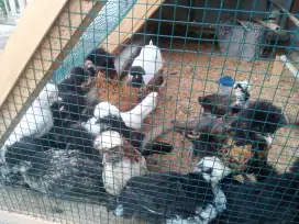 Anakan Ayam Poland/Ayam Hias