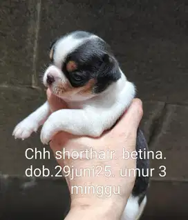 Chihuahua jantan & betina puppy