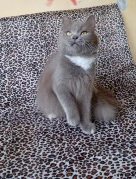 Kucing betina Persia
