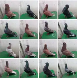 Merpati tinggian