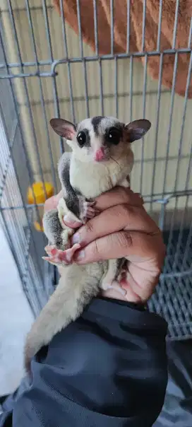 Sugar Glider Classic betina