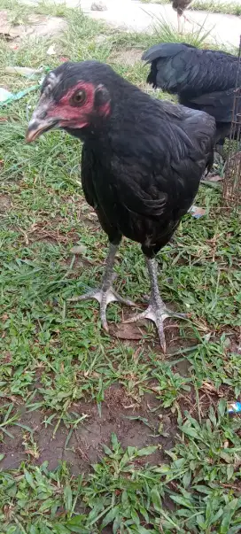 Ayam pelung betina