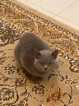 British short hair (BSH)