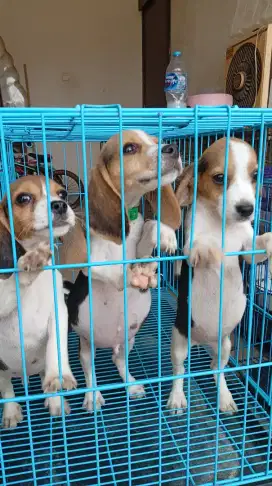 Beagle tricolor stambum perkin vaksin