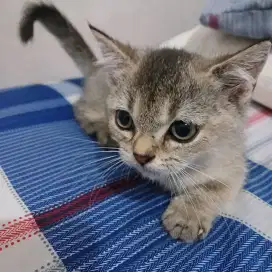 Kucing Kitten Munchkin BSH