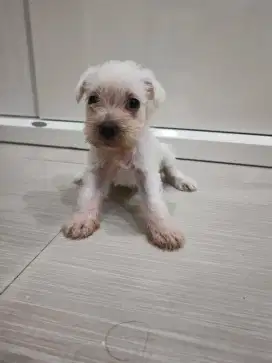 Schnauzer betina kosongan