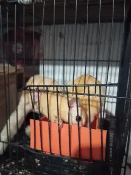 LA SUGAR GLIDER SEPASANG LEU