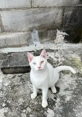 Kucing bsh mix non pure british short hair odd eyes