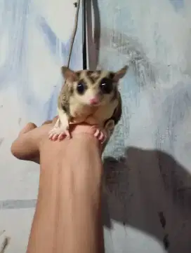LA SUGAR GLIDER