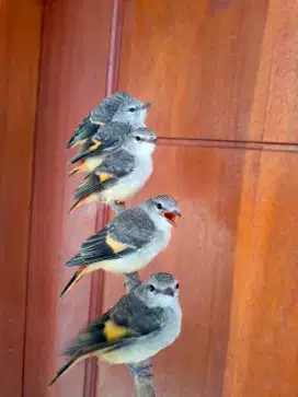 Anakan Burung Mantenan Mini 5 Ekor