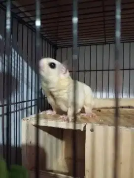 LA SUGAR GLIDER