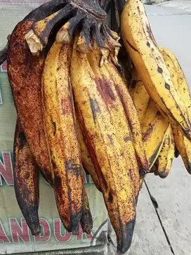 Pisang tanduk asli sukabumi manis legit