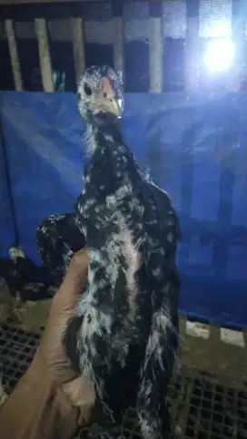 Ayam kampung remaja
