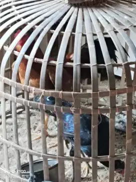 Ayam Bangkok dan keturunan