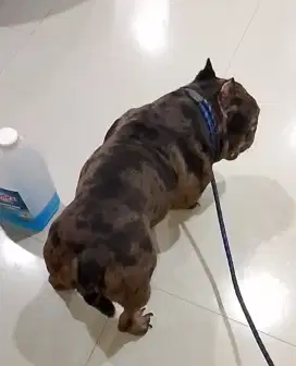 American bully exotic