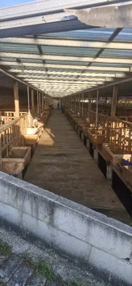 peternakan kambing