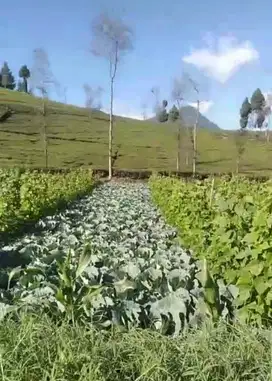 Tanah kebun Cibeber Ciwidey kab bandung
