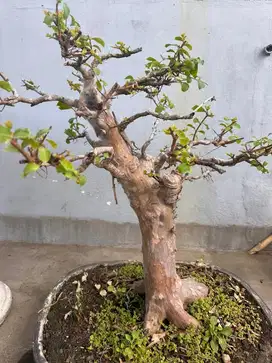 tanaman bonsai cantik