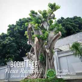 Jual Pohon Bodhi Putih / Ancak Kuda Putih Istimewa