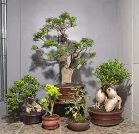 Bonsai hias jual 5 pohon