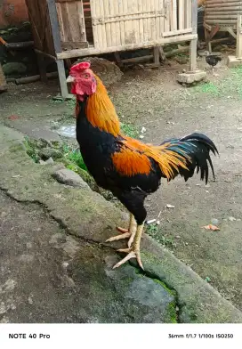Menjual Ayam Bangkok